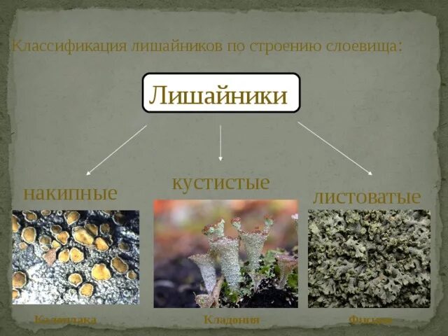 В чем особенности строения слоевища кустистых лишайников. Лишайники накипные 7 класс биология. лишайники накипные листоватые кустистые. классификация лишайников по строению слоевища. строение кустистых лишайников.