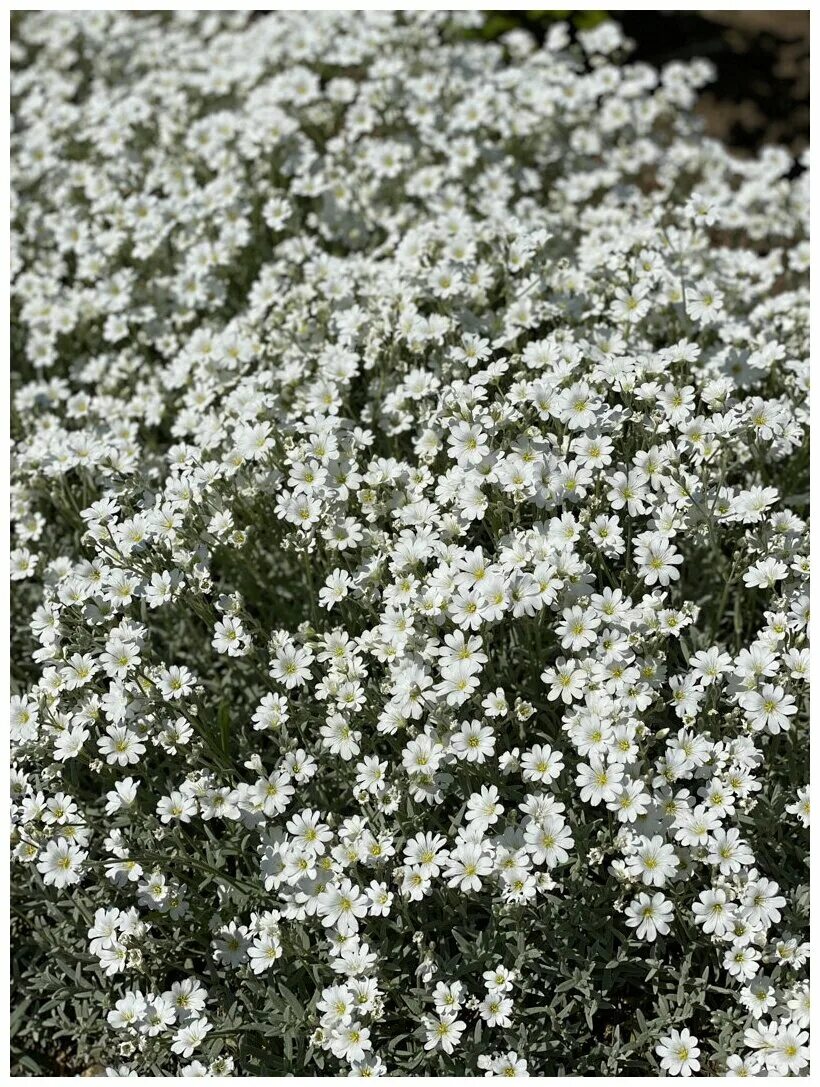 ясколка снежный ковёр. ясколка снежный ковёр. ясколка биберштейна. семена ясколка снежный ковер. ясколка многолетняя снежный ковер семена.
