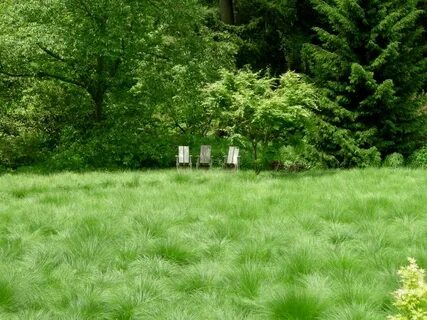 Only plants