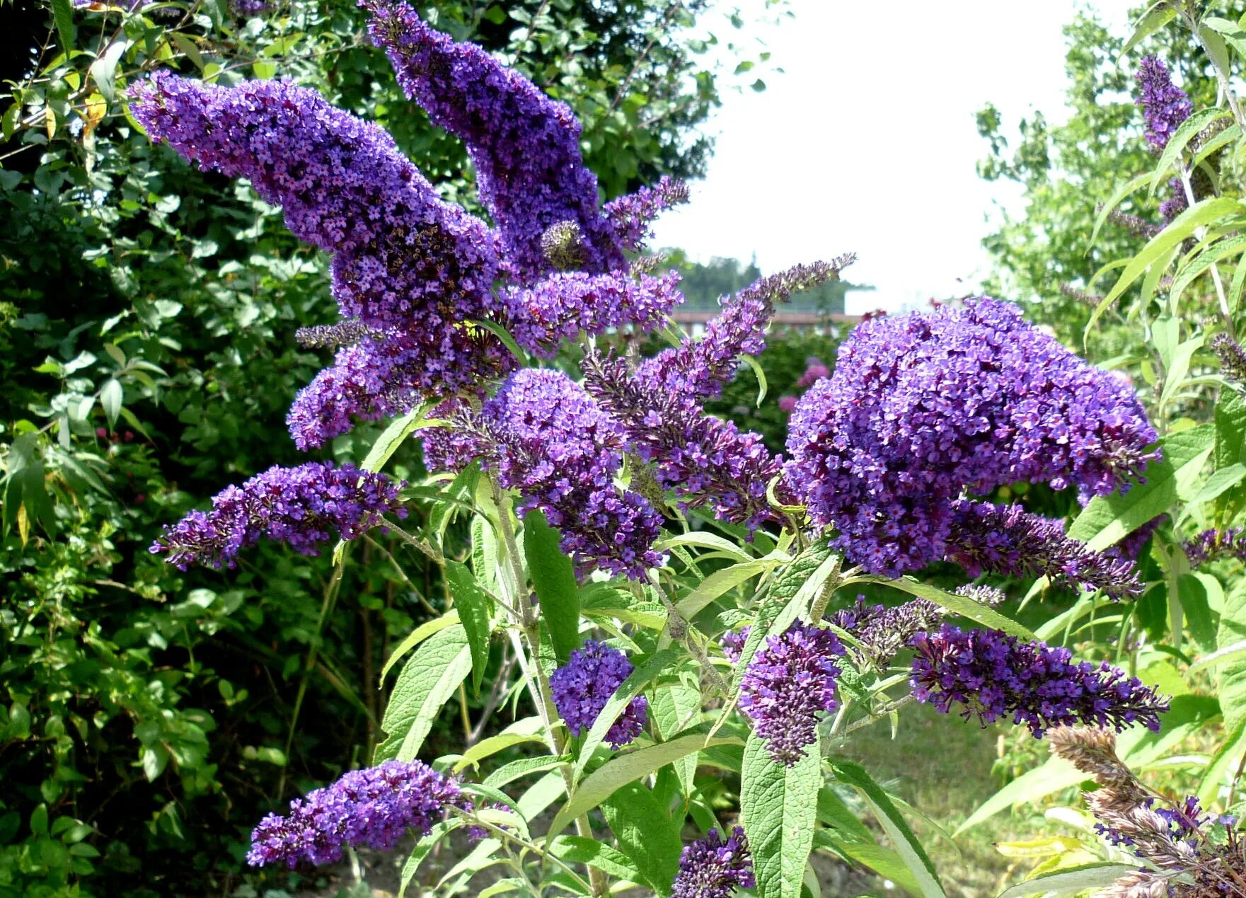 Цветок буддлея. Буддлея Давида Buddleja davidii. Буддлея Давида бордер Бьюти. Канадская сирень Буддлея. Сирень Буддлея Давида.