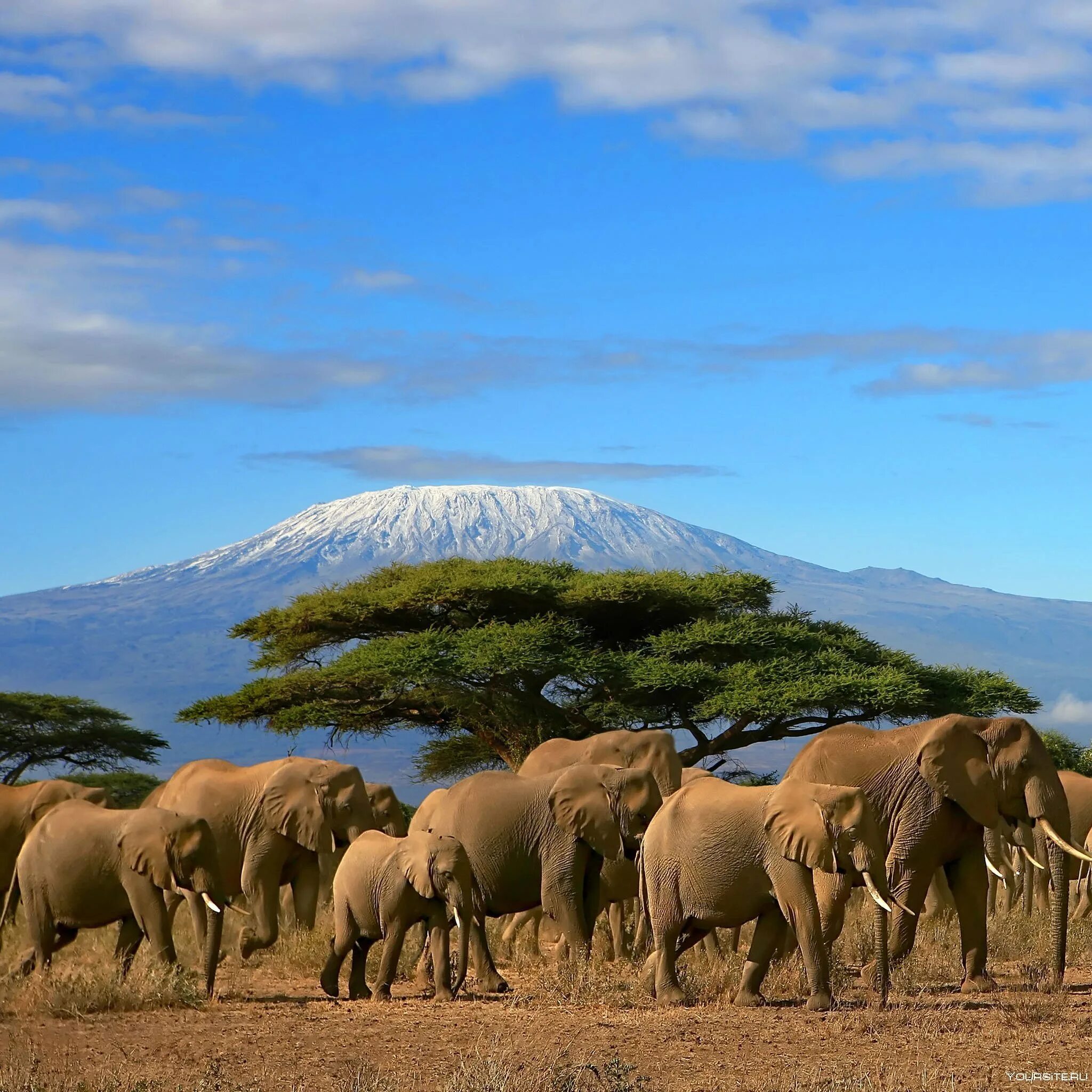Красивая страна африки. Танзания сафари Килиманджаро. Национальный парк Килиманджаро в Танзании. Гора Килиманджаро в Танзании, Африка. Кения Килиманджаро.