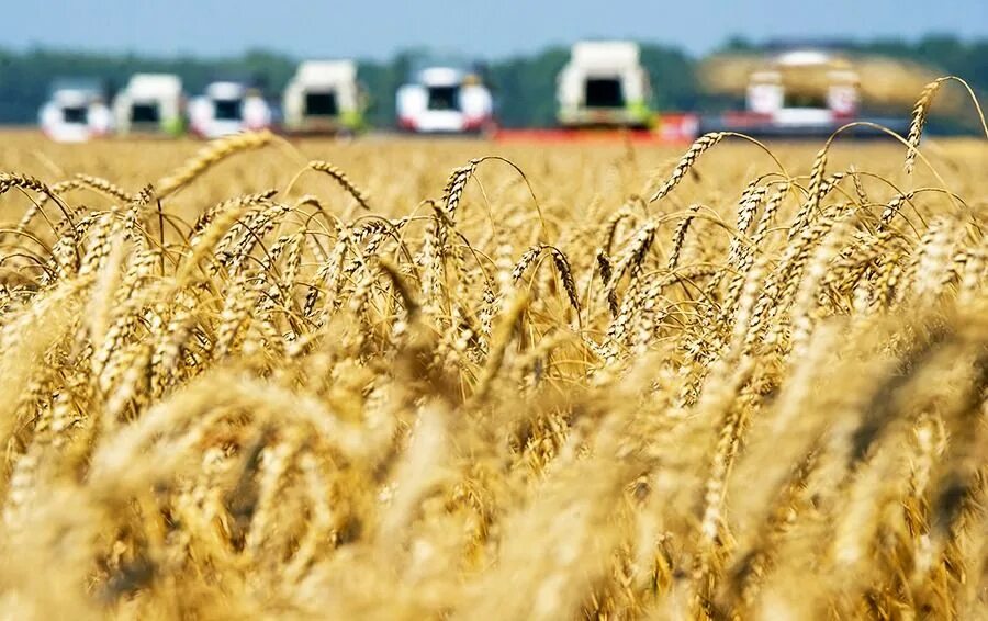 аграрии крыма. зерновое хозяйство крыма. перспективы развития крыма. агропромышленный комплекс крыма. ниисх крыма.