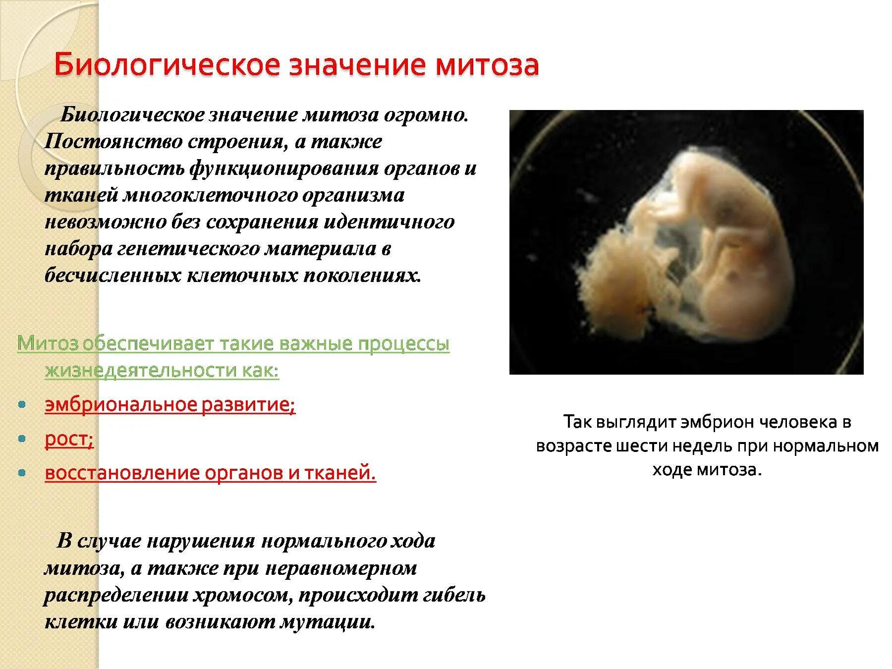 Биологическое значение митоза. Биологическое значение мето. Биологическоезгпчение митоза. Биологическое значение м. Биологический смысл деления клеток