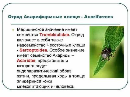 Медицинское значение клещей