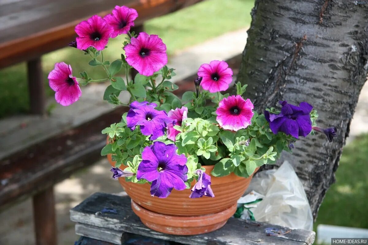 Что нужно для петуний. Петуния ампельная микс. Петуния ампельная (l. Petunia pendula). Петуния Павлин. Петуния пурпурный водопад.