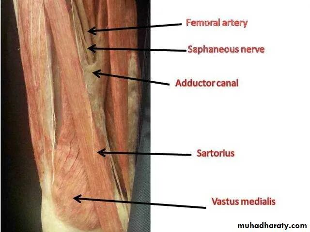 Canalis cruropopliteus анатомия. Canalis cruropopliteus отверстия. Canalis adductorius femoris границы.