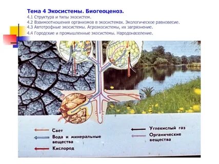 Равновесие экосистем