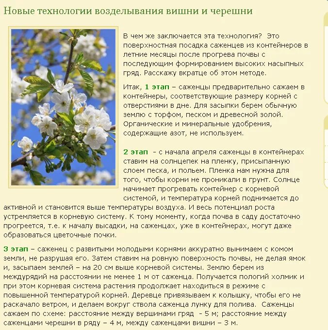 Вишню посадил стих