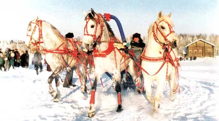 Масленица тройка лошадей. Масленица лошади. Масленица катание на лошадях. Масленица катания на лошадях. Еще тройка вяземский