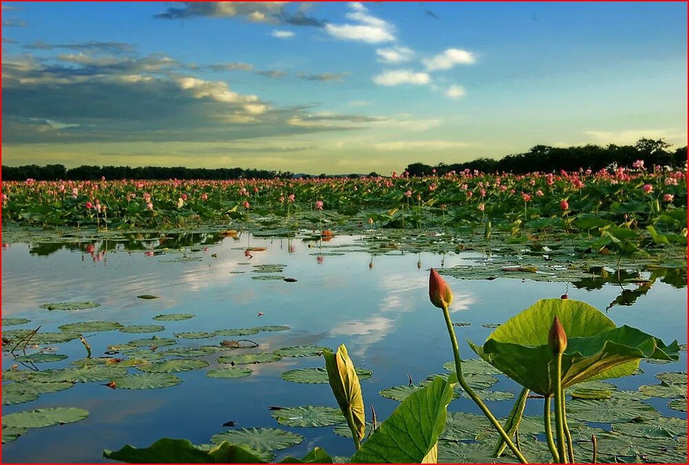 Долина лотосов тамань. Долина лотосов краснодар. Лотос комарова на озере ханка. Долина лотосов тамань. Лотосовое озеро.