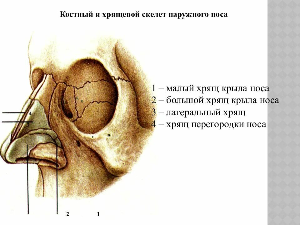 Строение наружного носа. Анатомия носа костно-хрящевая перегородка носа. Хрящевой скелет наружного носа. Анатомия наружного носа хрящи носа. Наружный нос строение хрящи.