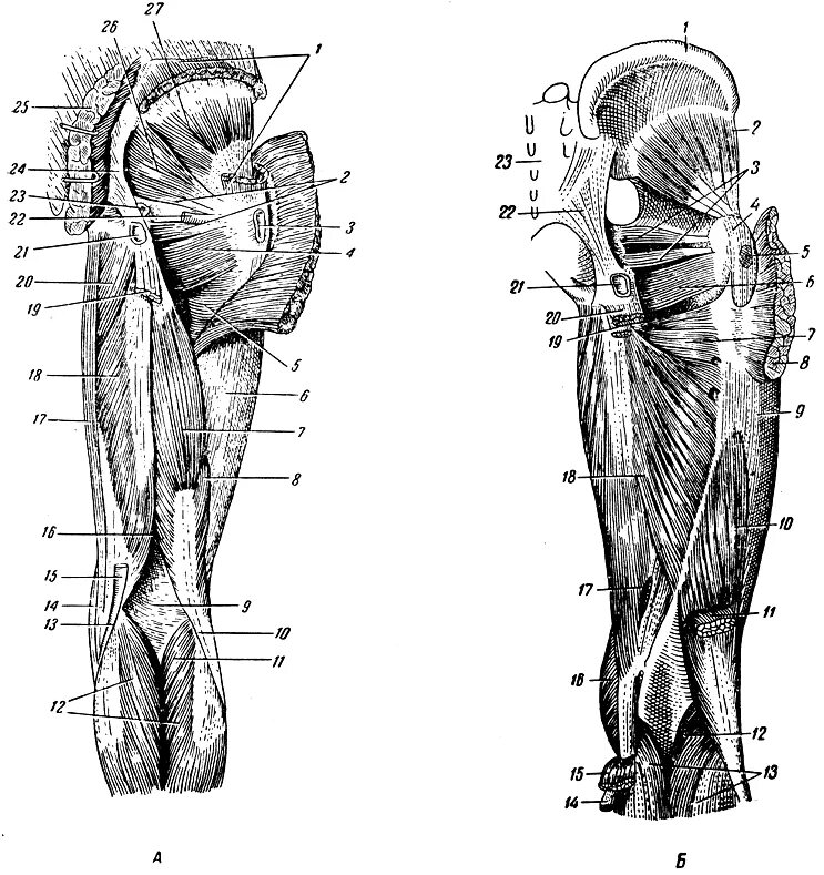 Топографическая анатомия ягодичной области и бедра. Мышцы бедра задняя группа анатомия человека. Глубокие мышцы бедра анатомия. Внутренняя поверхность плеча