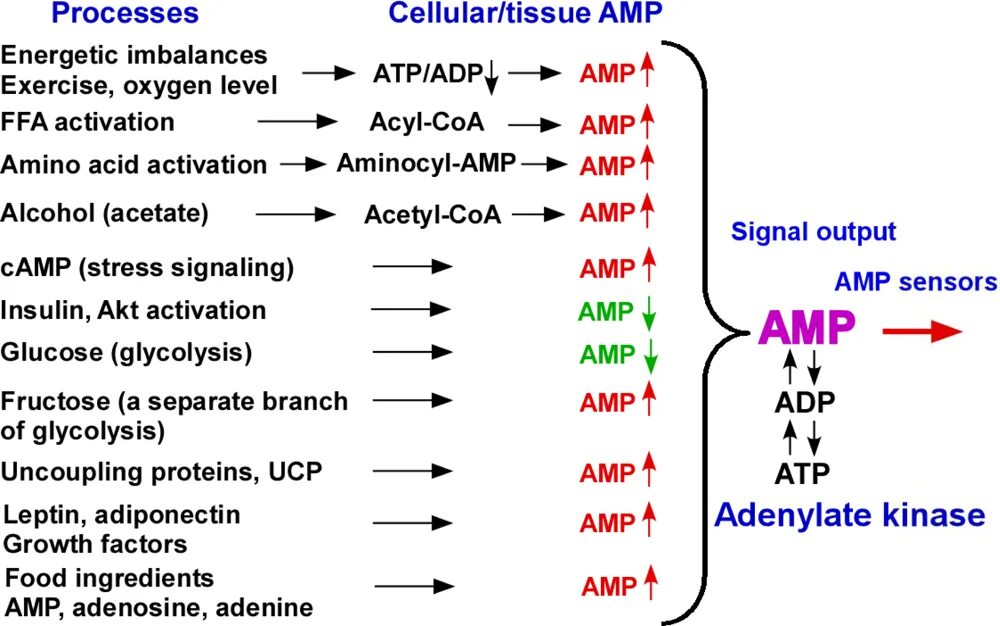 Что значит amp. Amp. write down a reaction catalysed by adenylate kinase. write down a reaction catalysed by adenylste kinase.