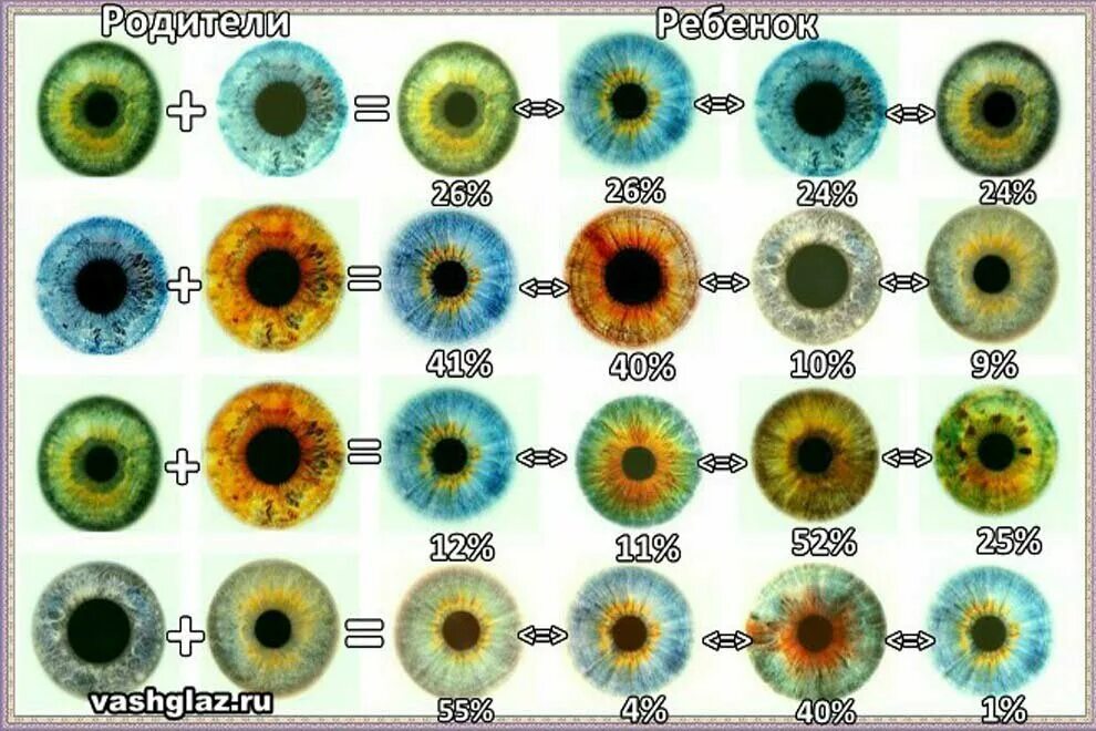 Цвет глаз ребенка по родителям таблица. Таблица определения цвета глаз у ребенка от родителей. У отца глаза зеленые у мамы карие какие будут у ребенка таблица. У отца голубые глаза у матери карие какие будут у ребенка таблица. Какого цвета глазки