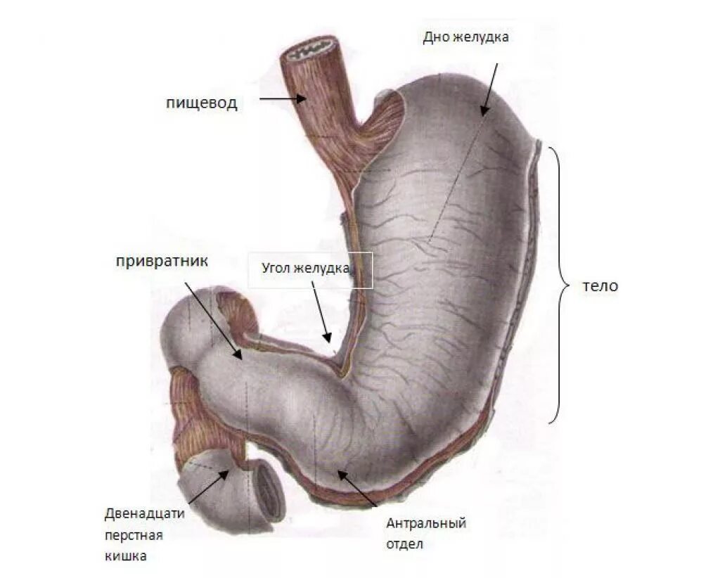 Желудок кардиальный отдел желудка. Отделы желудка антральный отдел. Антральный и пилорический отделы желудка. Анатомия желудка антральный отдел. Прельстил привратник