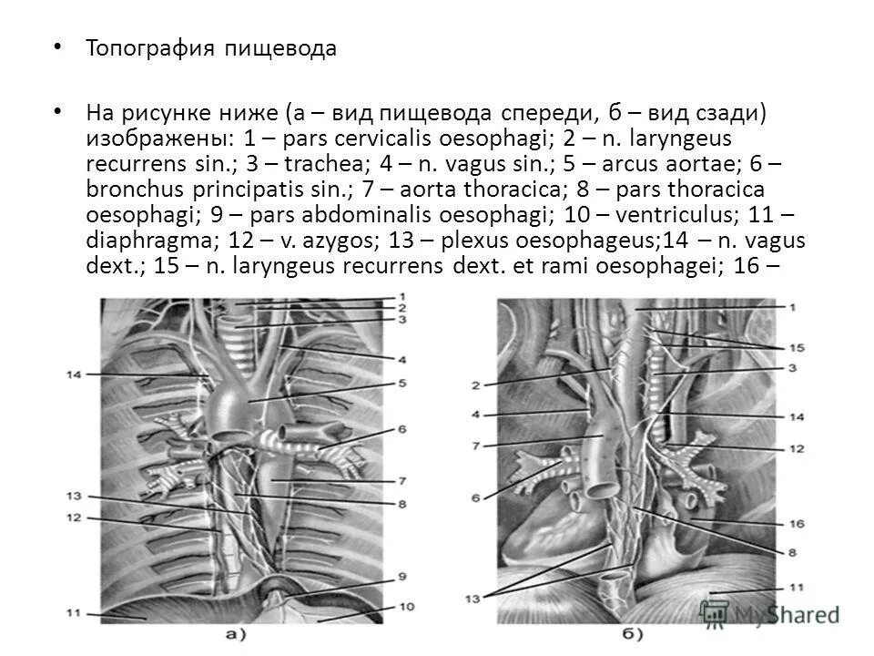 Пищевод топографическая анатомия. Спереди к пищеводу прилежат. Топография грудной части пищевода.