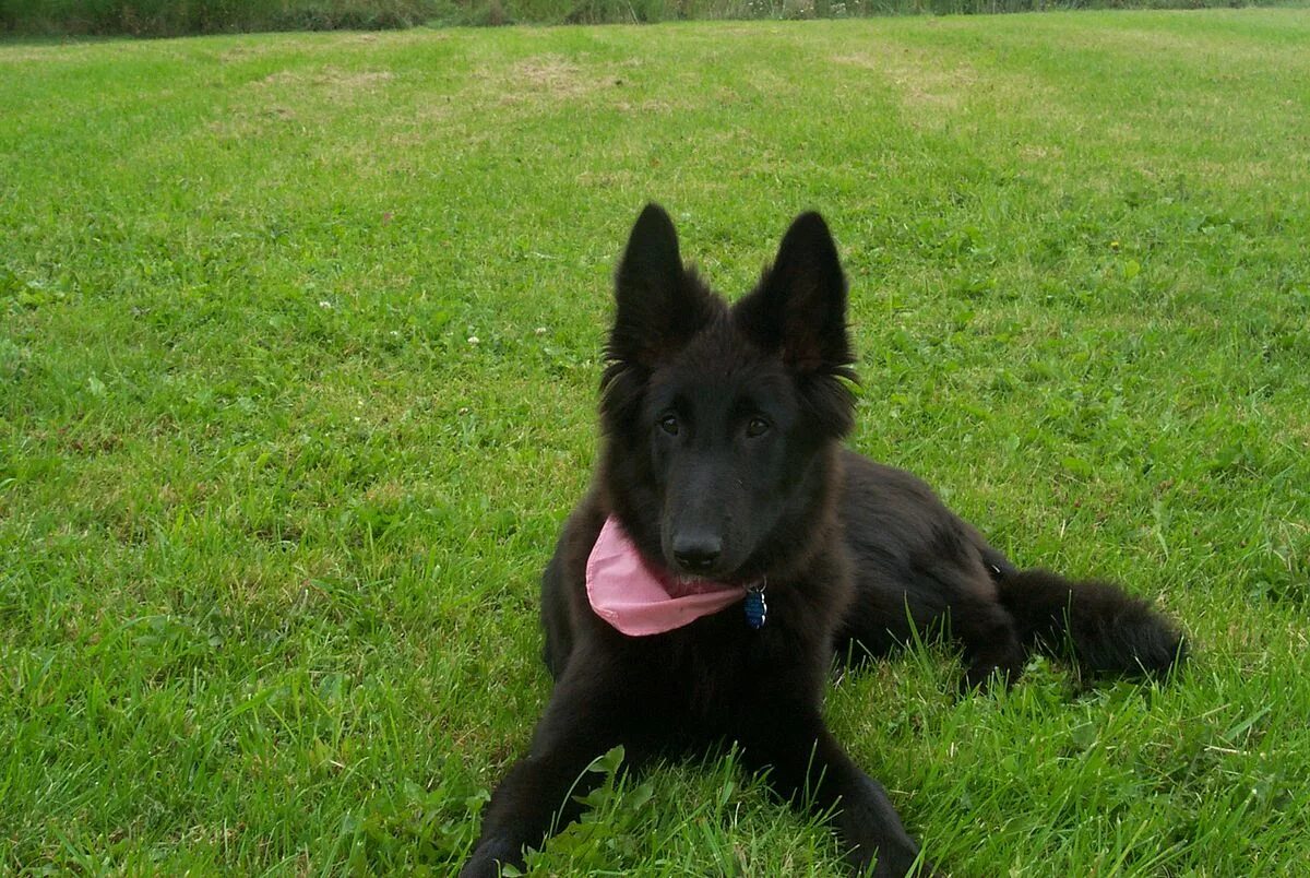 Mechelse herder Malinois dog, Belgian malinois, Belgian malinois puppies