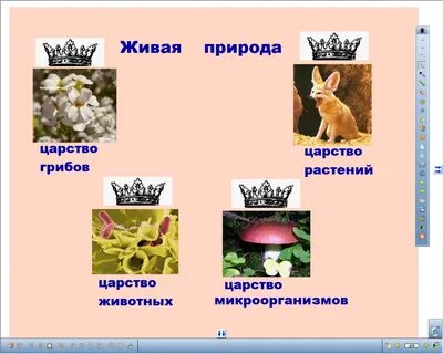 Примеры представителей царств 3 класс
