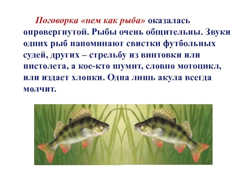 Памятка звуко буквенный разбор. Доклад о леще. Доклад о леще. Звуки в слове лещ. Обратный порядок слов.