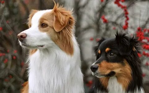 Beautiful dog