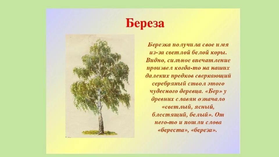 Описание березы. Описание дерева. Экологические сказки для детей дошкольного возраста. Краткая информация про дуб. Описание дуба.