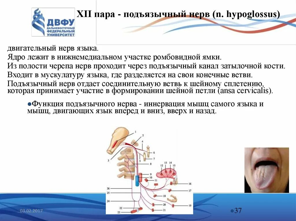 12 Пара черепных нервов подъязычный. XII пара. Подъязычный нерв (n. hypoglossus). XII пара - подъязычный нерв. Подъязычный нерв анатомия схема. Поражение подъязычного нерва