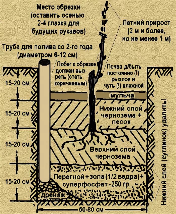 Выращивание винограда средняя полоса. Как правильно посадить виноград весной саженцами. Как правильно сажать виноград саженцами весной. Посадка винограда весной саженцами для начинающих. Посадочная яма для винограда весной.