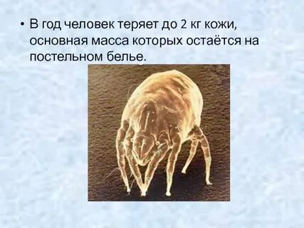 Пылевой клещ кожа