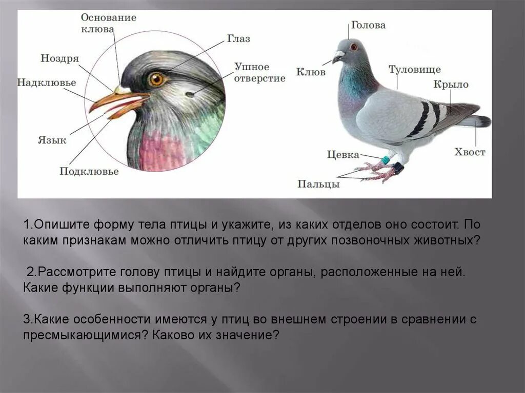 Какова форма тела птицы