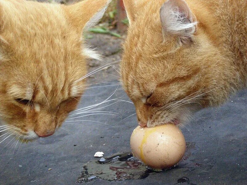 Можно котам сырые яйца. Рыжий кот с яйцами. Котик с яичками. Кот облизывает яйца.