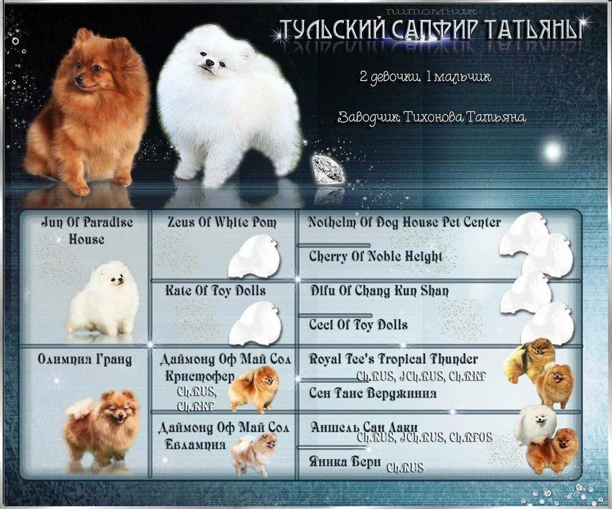 Анатомия померанского шпица. Вес померанского шпица по месяцам таблица мини. Шпиц немецкий и померанский вес. Пырзик шпиц. Возраст собак шпиц.