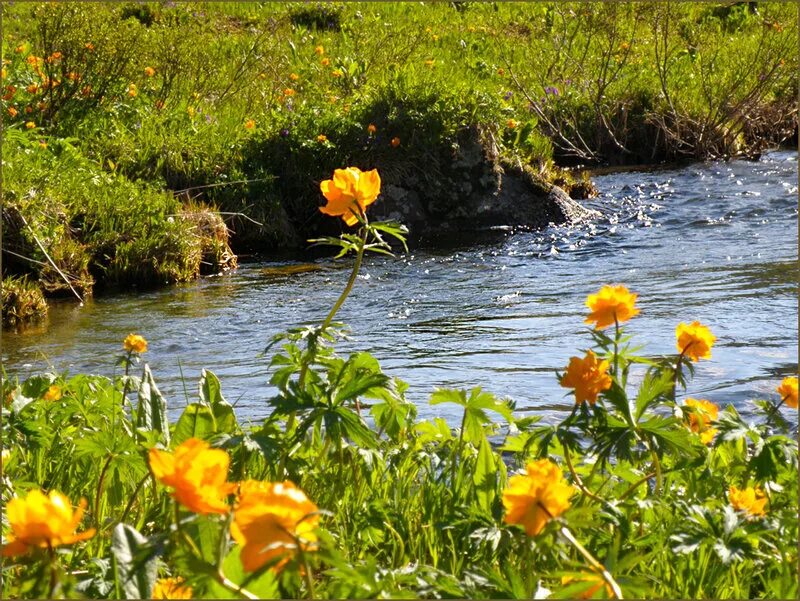 1 добрые реки. Купальница водяная. Купальня растение купальница. Купальница Горная Шория. Цветы у реки.