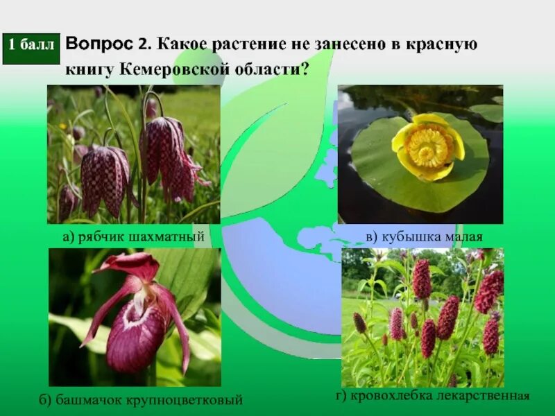 Какие растения занесены в красную книгу кузбасса