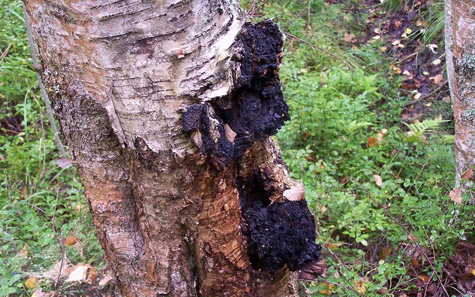 Чага березовая. Чага (березовый гриб). Трутовик косотрубчатый (чага). Чага где. Чага березовая.