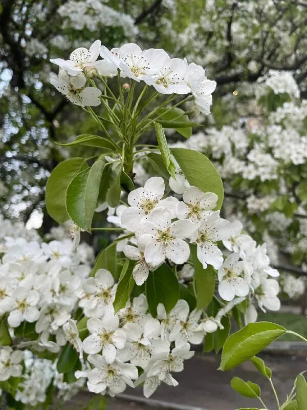 Яблоня беверли. Аромат цветущих деревьев. Деревья цветущие ранней весной. Запах цветов. Черри блоссом май.