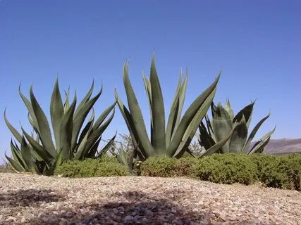 Kills plants
