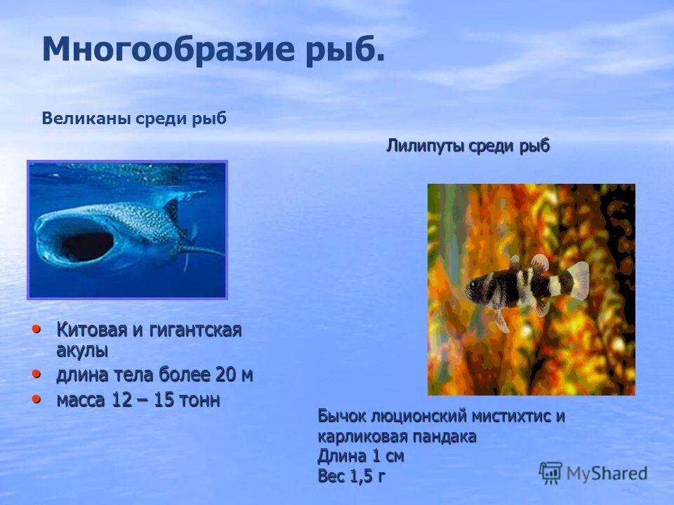 Значение рыб в природе сообщение. Разнообразие рыб. Презентация на тему многообразие рыб. Класс рыбы многообразие. Многообразию надкласса рыбы.