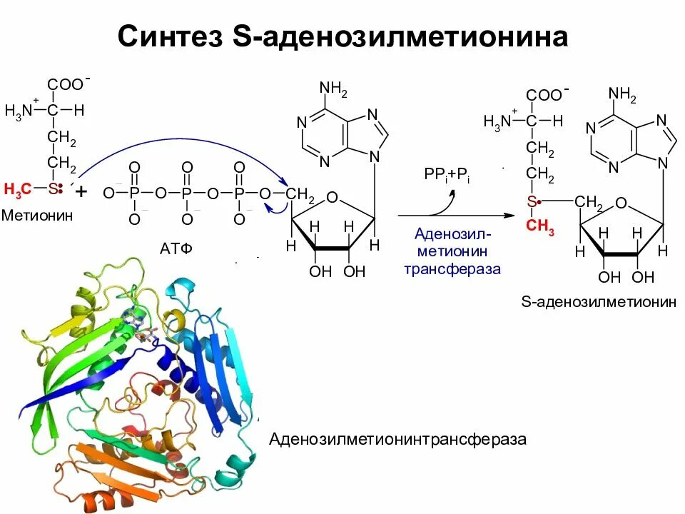 Synthesis s. Метилпиридин синтезировать пентадиен 1-4. 2-dibromopropane. S аденозилметионин биохимия. Synthesis of pyx.