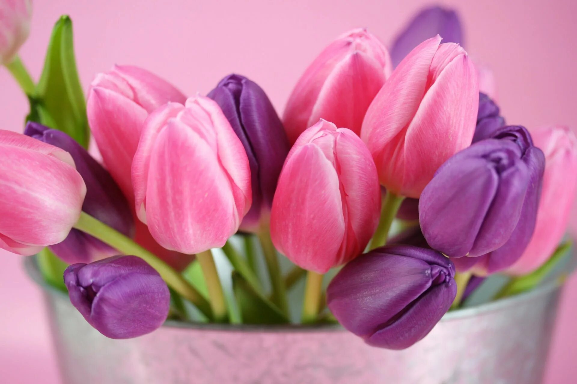 Что значит розовый тюльпан. Тюльпан Пинк Стоун. Тюльпан Мелроуз. Розовые тюльпаны. Весенние цветы тюльпаны.