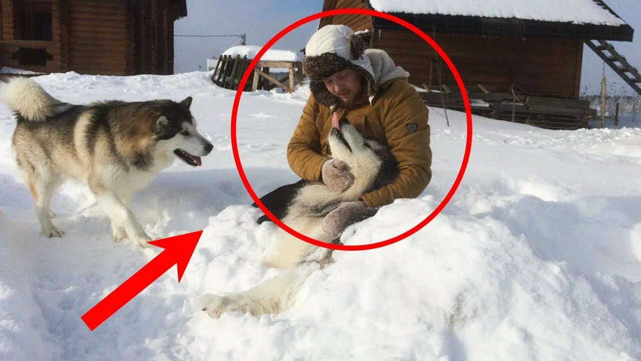 Спас жизнь волку. Спасение волка из капкана. лесник и волк.