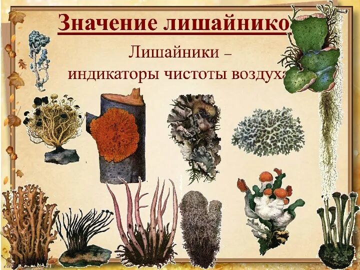 Лишайник проверочное. Лишайники 5 класс биология. Лишайников 5 класс биология. Урок биологии лишайники. Лишайники презентация.