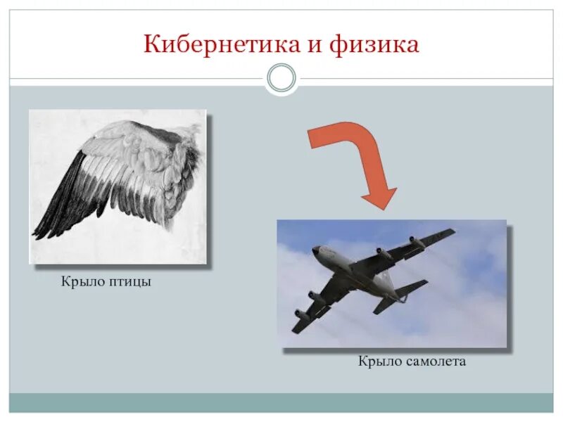 У какой птицы нет крыльев. Птица физика. самолет с крыльями птицы. крыло птицы и крыло самолета. аэродинамика полета птицы.