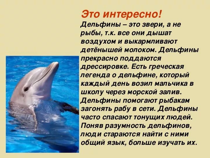 Доклад о дельфине. Доклад про дельфинов. Сообщение о дельфинах. Рассказ о дельфинах. Впр текст про дельфинов