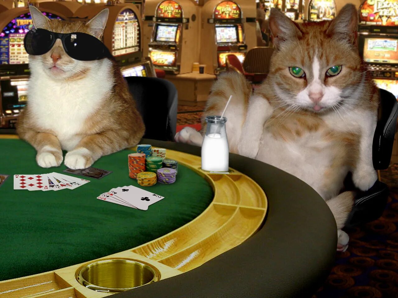 Cat casino cat real money net ru. Кот казино. Котик в казино. Кошачье казино. Покерный кот.