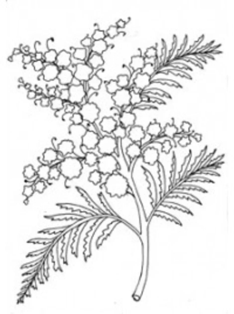 Мимоза контур. Веточка мимозы раскраска. Мимоза раскраска для детей. Ветка мимозы раскраска для детей.