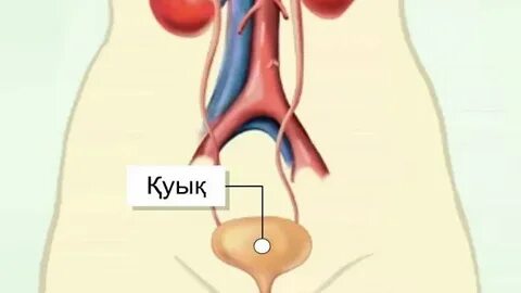 Екі тәтті есек