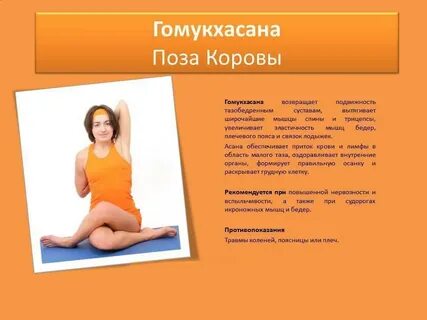 Поза головы коровы