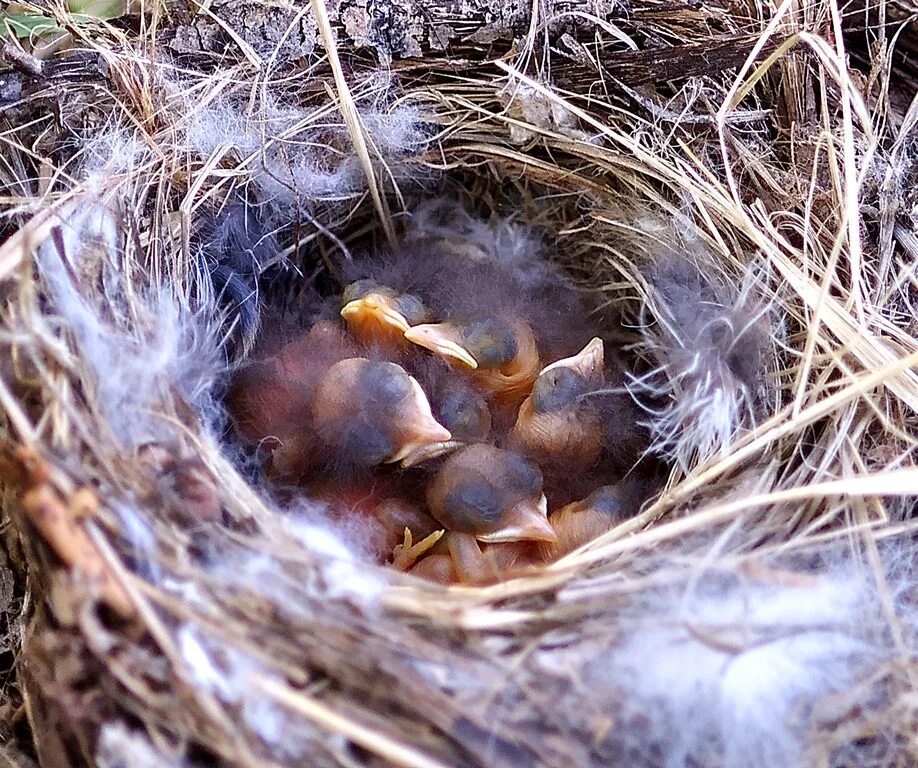 Дом птенцов. Обыкновенная горихвостка гнездо. Горихвостка чернушка слеток. Домовый воробей слеток. Дом птенцов.