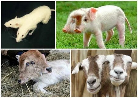 Әйелдің кискасын жалау видео