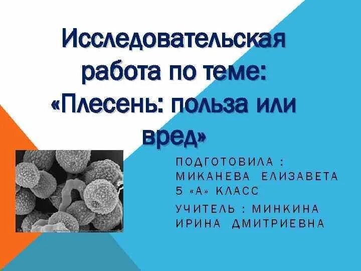 Плесень исследовательская. Плесень исследовательская работа. Исследовательский проект плесень. Плесень вред или польза. Проект на тему плесень.